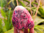 Polished Rhodonite Standing Free Forms x 4 From Rhusinga, Zimbabwe - Toprock Gemstones and Minerals 