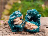 Natural Dioptase On Dolomite Specimens x 20 From Likasi, Congo - Toprock Gemstones and Minerals 