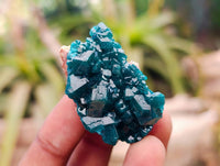 Natural Dioptase On Dolomite Specimens x 20 From Likasi, Congo - Toprock Gemstones and Minerals 