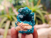 Natural Dioptase On Dolomite Specimens x 20 From Likasi, Congo - Toprock Gemstones and Minerals 