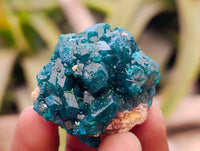 Natural Dioptase On Dolomite Specimens x 20 From Likasi, Congo - Toprock Gemstones and Minerals 