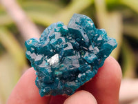 Natural Dioptase On Dolomite Specimens x 20 From Likasi, Congo - Toprock Gemstones and Minerals 