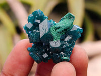 Natural Dioptase On Dolomite Specimens x 20 From Likasi, Congo - Toprock Gemstones and Minerals 