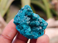 Natural Dioptase On Dolomite Specimens x 20 From Likasi, Congo - Toprock Gemstones and Minerals 