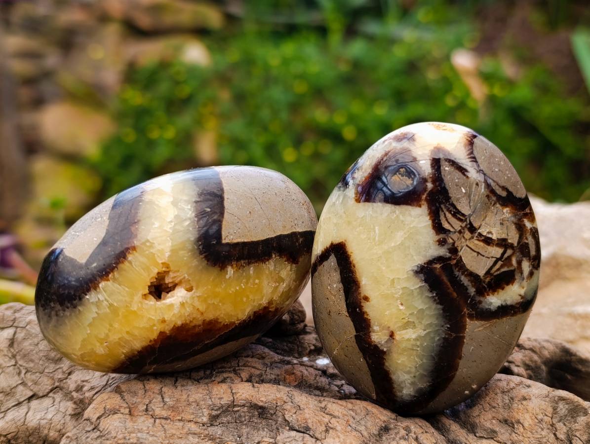 Polished Septerye Palm Stones x 12 From Mahajanga, Madagascar - Toprock Gemstones and Minerals 