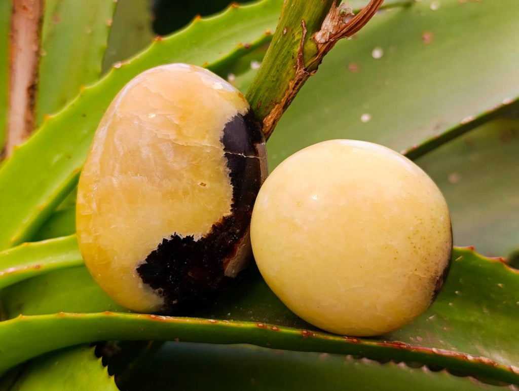 Polished Septerye Palm Stones x 12 From Mahajanga, Madagascar - Toprock Gemstones and Minerals 