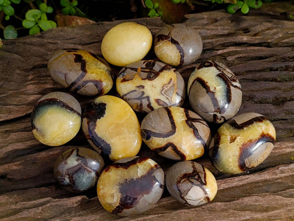 Polished Septerye Palm Stones x 12 From Mahajanga, Madagascar - Toprock Gemstones and Minerals 