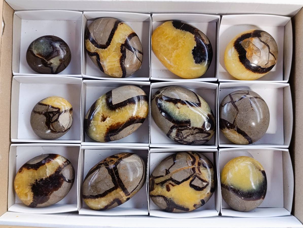 Polished Septerye Palm Stones x 12 From Mahajanga, Madagascar - Toprock Gemstones and Minerals 