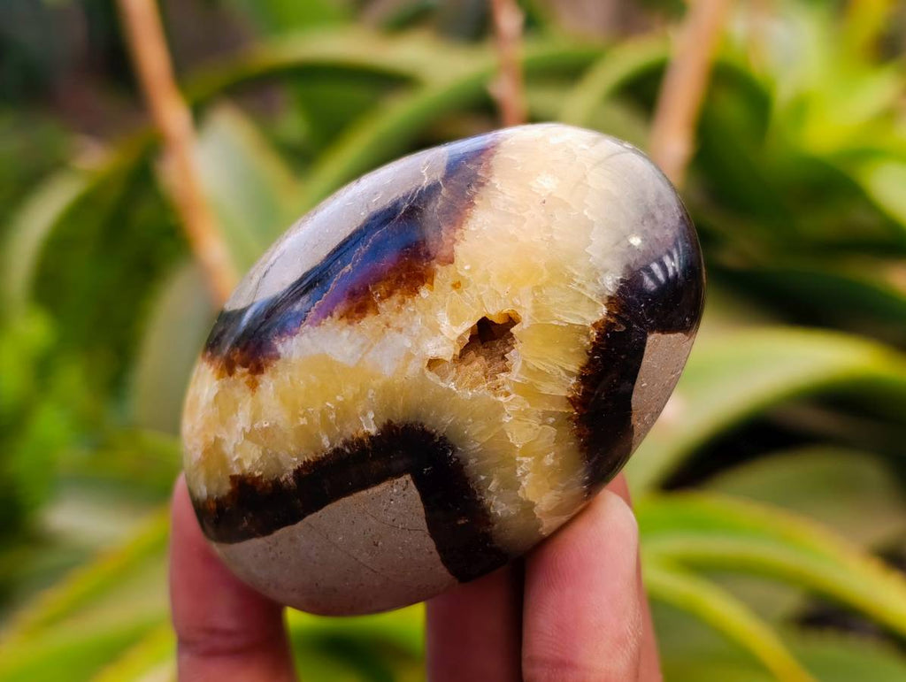 Polished Septerye Palm Stones x 12 From Mahajanga, Madagascar - Toprock Gemstones and Minerals 