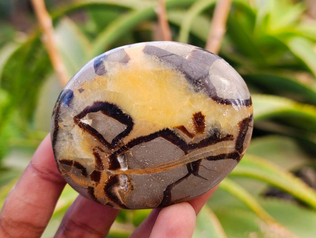 Polished Septerye Palm Stones x 12 From Mahajanga, Madagascar - Toprock Gemstones and Minerals 