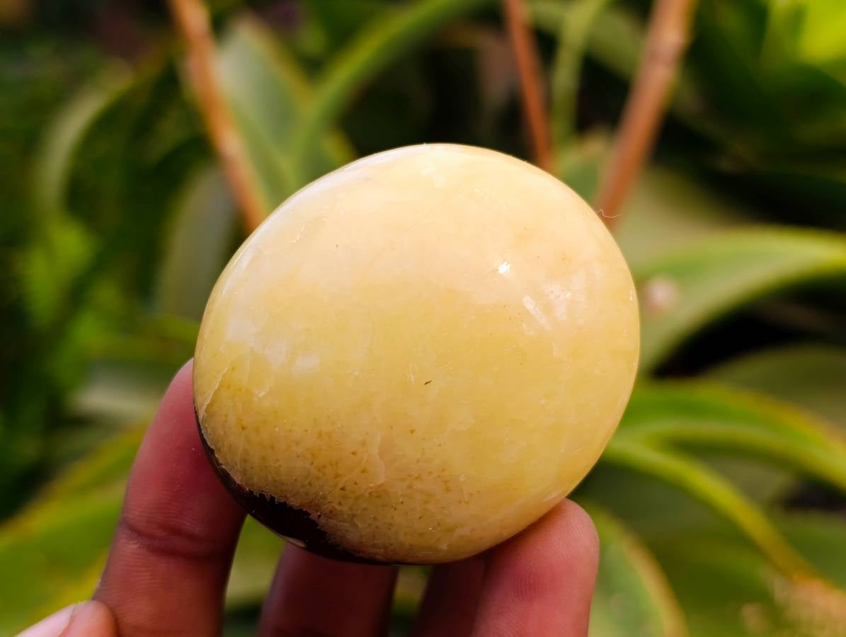 Polished Septerye Palm Stones x 12 From Mahajanga, Madagascar - Toprock Gemstones and Minerals 