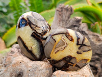 Polished Septerye Palm Stones x 12 From Mahajanga, Madagascar - Toprock Gemstones and Minerals 