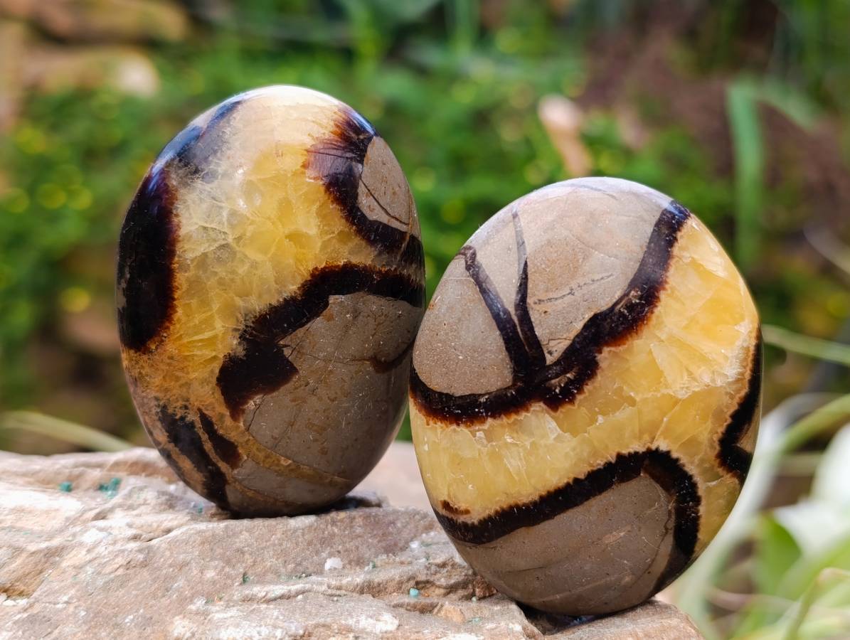Polished Septerye Palm Stones x 12 From Mahajanga, Madagascar - Toprock Gemstones and Minerals 