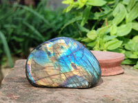 Polished Labradorite Standing Free Forms x 5 From Tulear, Madagascar - Toprock Gemstones and Minerals 