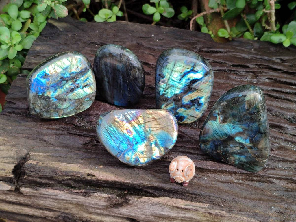 Polished Labradorite Standing Free Forms x 5 From Tulear, Madagascar - Toprock Gemstones and Minerals 