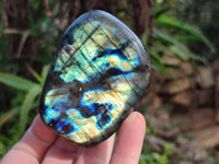 Polished Labradorite Standing Free Forms x 5 From Tulear, Madagascar - Toprock Gemstones and Minerals 