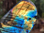 Polished Labradorite Standing Free Forms x 5 From Tulear, Madagascar - Toprock Gemstones and Minerals 