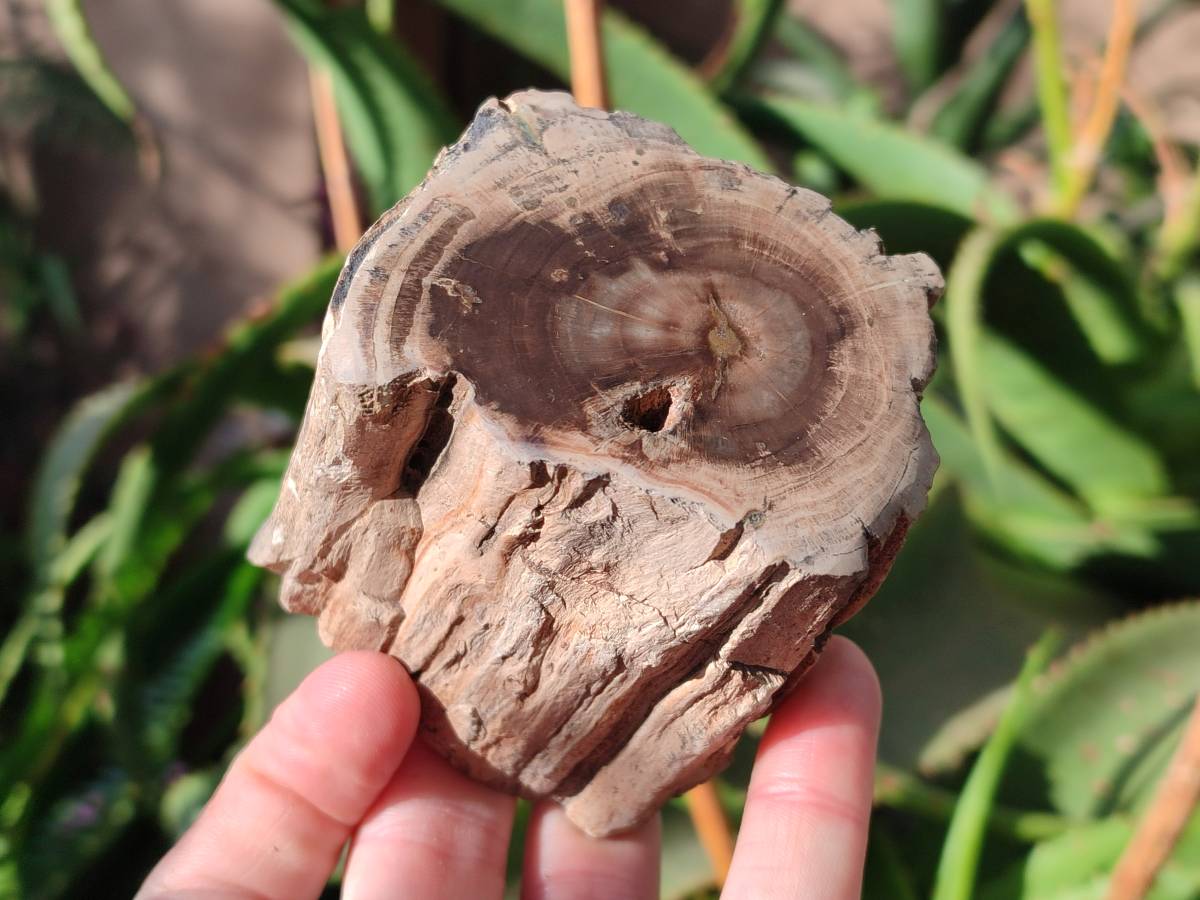 Polished On One Side Petrified Wood Branches x 3 From Gokwe, Zimbabwe - Toprock Gemstones and Minerals 