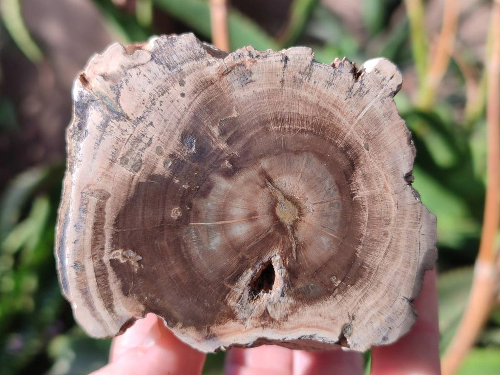 Polished On One Side Petrified Wood Branches x 3 From Gokwe, Zimbabwe - Toprock Gemstones and Minerals 