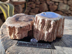 Polished On One Side Petrified Wood Branches x 3 From Gokwe, Zimbabwe - Toprock Gemstones and Minerals 