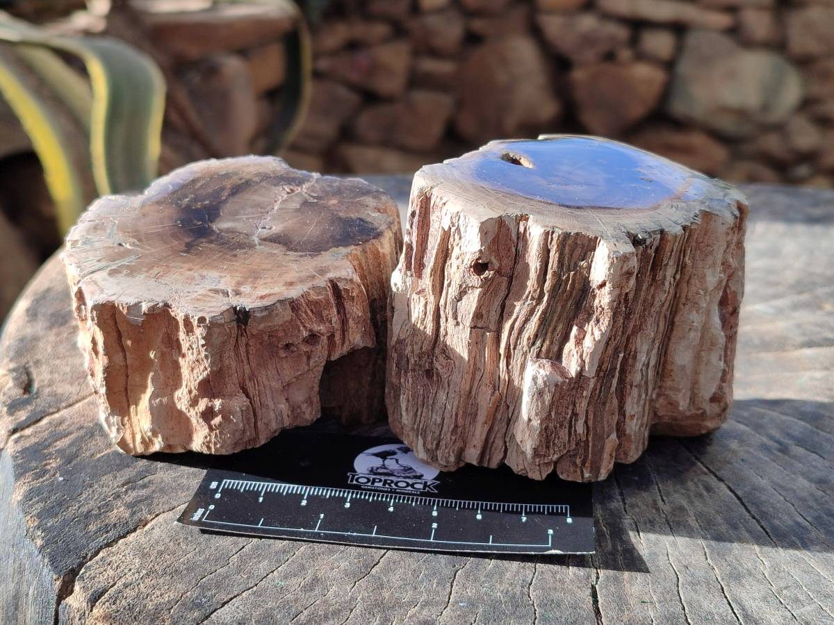 Polished On One Side Petrified Wood Branches x 3 From Gokwe, Zimbabwe - Toprock Gemstones and Minerals 