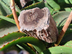 Polished On One Side Petrified Wood Branches x 3 From Gokwe, Zimbabwe - Toprock Gemstones and Minerals 