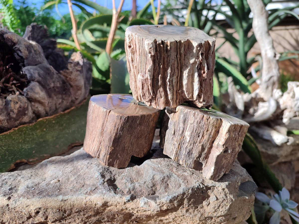 Polished On One Side Petrified Wood Branches x 3 From Gokwe, Zimbabwe - Toprock Gemstones and Minerals 