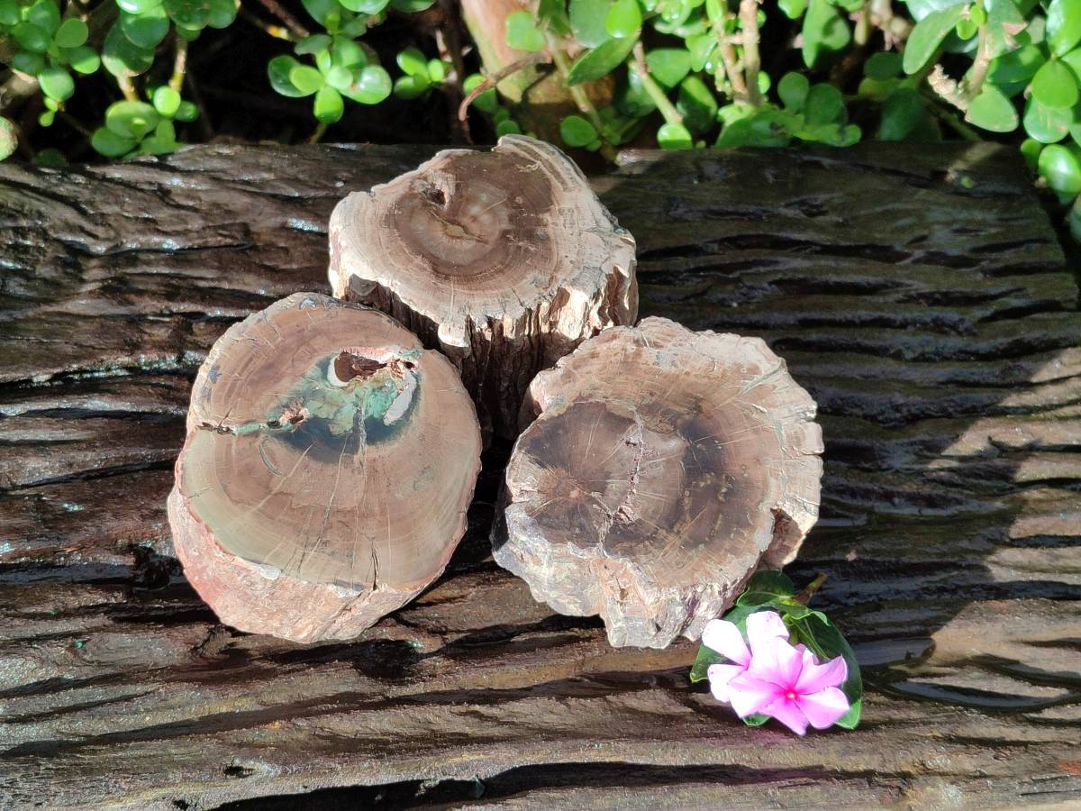 Polished On One Side Petrified Wood Branches x 3 From Gokwe, Zimbabwe - Toprock Gemstones and Minerals 