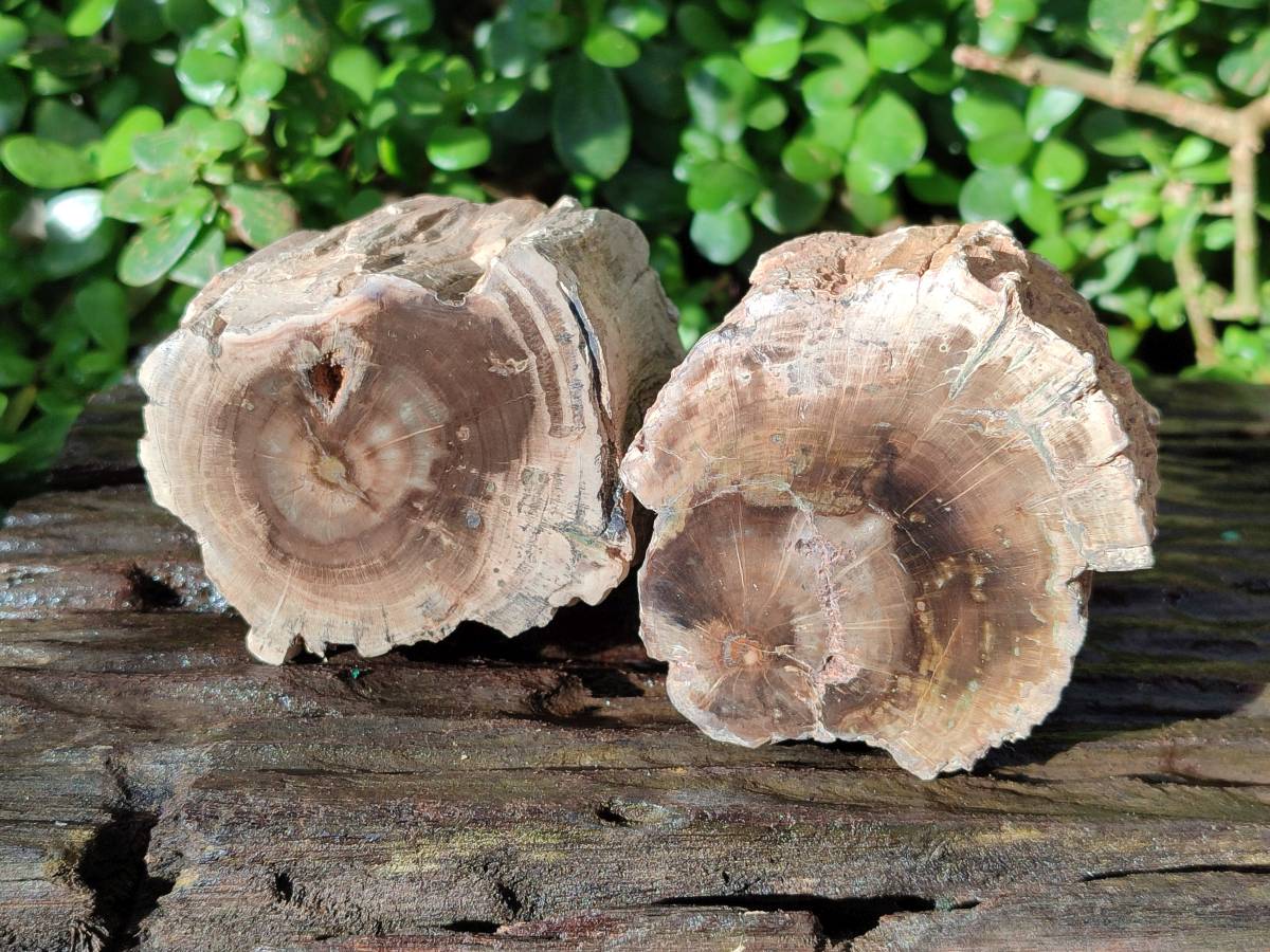 Polished On One Side Petrified Wood Branches x 3 From Gokwe, Zimbabwe - Toprock Gemstones and Minerals 