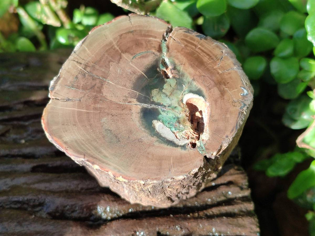 Polished On One Side Petrified Wood Branches x 3 From Gokwe, Zimbabwe - Toprock Gemstones and Minerals 