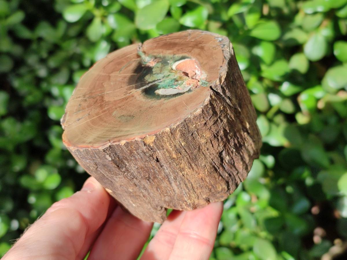 Polished On One Side Petrified Wood Branches x 3 From Gokwe, Zimbabwe - Toprock Gemstones and Minerals 