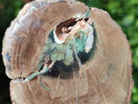 Polished On One Side Petrified Wood Branches x 3 From Gokwe, Zimbabwe - Toprock Gemstones and Minerals 