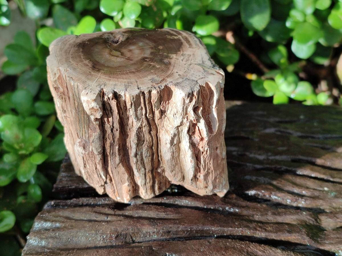 Polished On One Side Petrified Wood Branches x 3 From Gokwe, Zimbabwe - Toprock Gemstones and Minerals 