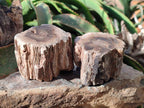 Polished On One Side Petrified Wood Branches x 3 From Gokwe, Zimbabwe - Toprock Gemstones and Minerals 