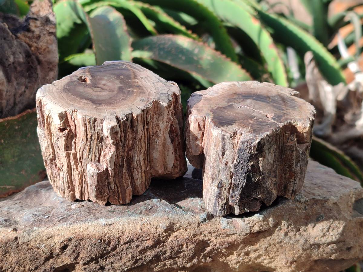 Polished On One Side Petrified Wood Branches x 3 From Gokwe, Zimbabwe - Toprock Gemstones and Minerals 