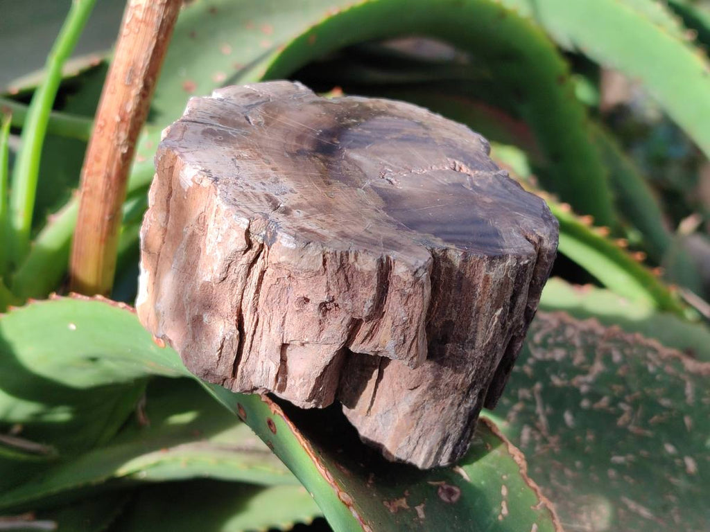 Polished On One Side Petrified Wood Branches x 3 From Gokwe, Zimbabwe - Toprock Gemstones and Minerals 