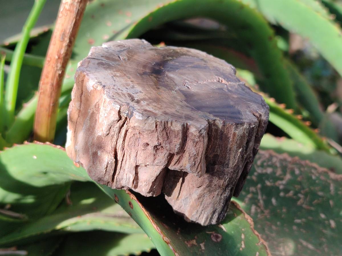 Polished On One Side Petrified Wood Branches x 3 From Gokwe, Zimbabwe - Toprock Gemstones and Minerals 