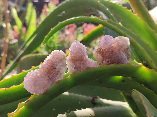 Natural Amethyst Spirit Quartz Crystals x 70 From Boekenhouthoek, South Africa - Toprock Gemstones and Minerals 