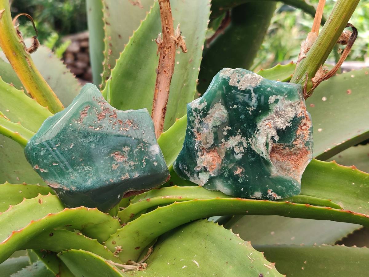 Polished On One Side Mtorolite Plates x 12 From Mutorashanga, Zimbabwe - Toprock Gemstones and Minerals 