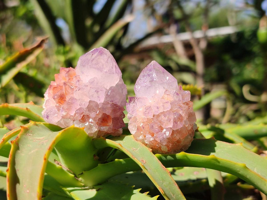 Natural Amethyst Spirit Quartz Crystals x 20 From Boekenhouthoek, South Africa - Toprock Gemstones and Minerals 
