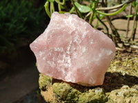 Natural Cobbed Rose Quartz Specimens x 5 From Northern Cape, South Africa