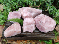 Natural Cobbed Rose Quartz Specimens x 5 From Northern Cape, South Africa