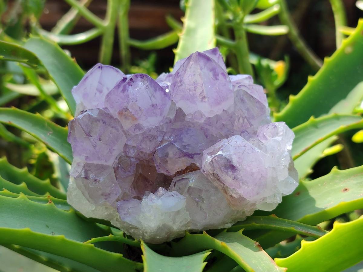 Natural Amethyst Spirit Quartz Clusters x 3 From Boekenhouthoek, South Africa - Toprock Gemstones and Minerals 
