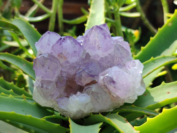 Natural Amethyst Spirit Quartz Clusters x 3 From Boekenhouthoek, South Africa