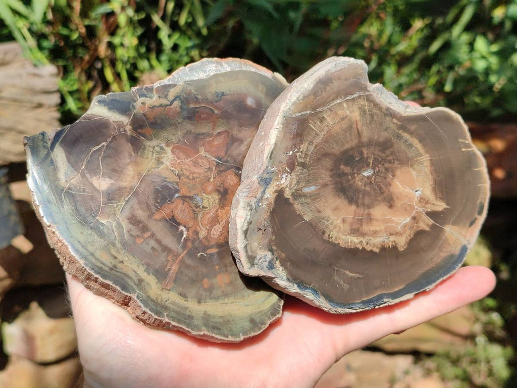 Polished On One Side Petrified Wood Branches x 3 From Gokwe, Zimbabwe - Toprock Gemstones and Minerals 
