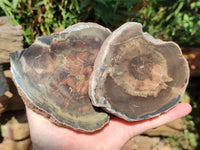 Polished On One Side Petrified Wood Branches x 3 From Gokwe, Zimbabwe