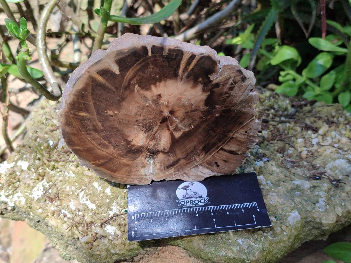 Polished On One Side Petrified Wood Branches x 3 From Gokwe, Zimbabwe - Toprock Gemstones and Minerals 