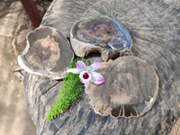 Polished On One Side Petrified Wood Branches x 3 From Gokwe, Zimbabwe