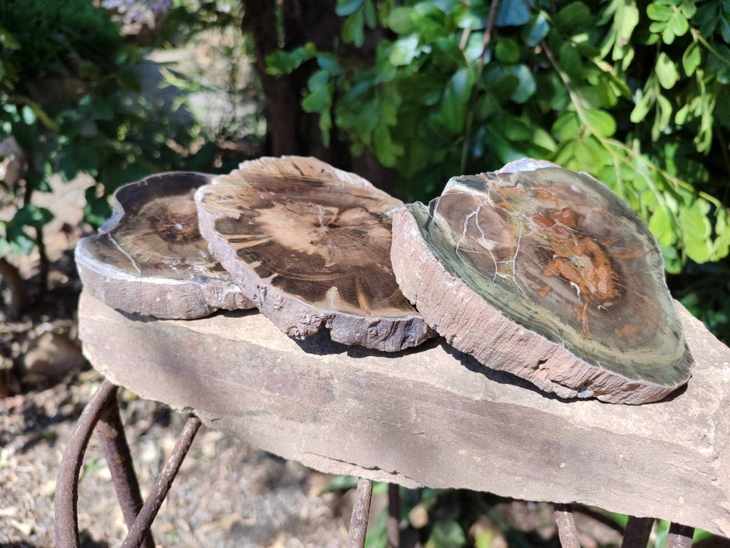 Polished On One Side Petrified Wood Branches x 3 From Gokwe, Zimbabwe - Toprock Gemstones and Minerals 