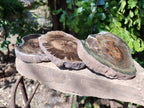 Polished On One Side Petrified Wood Branches x 3 From Gokwe, Zimbabwe - Toprock Gemstones and Minerals 